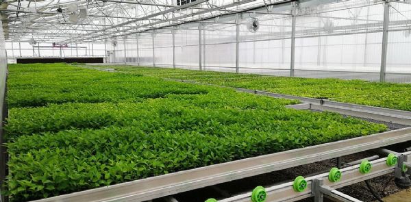 agra-tech-commercial-greenhouse-blog-greennova-2.jpg