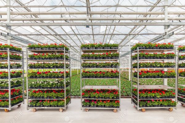 77488123-crates-with-dutch-geranium-plants-in-a-greenhouse-ready-for-export.jpg