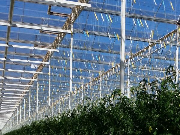 Semi-closed-greenhouse-roof.jpg