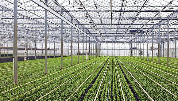 Kelvion-Application-Agricultural-Greenhouses-580x330px.jpg